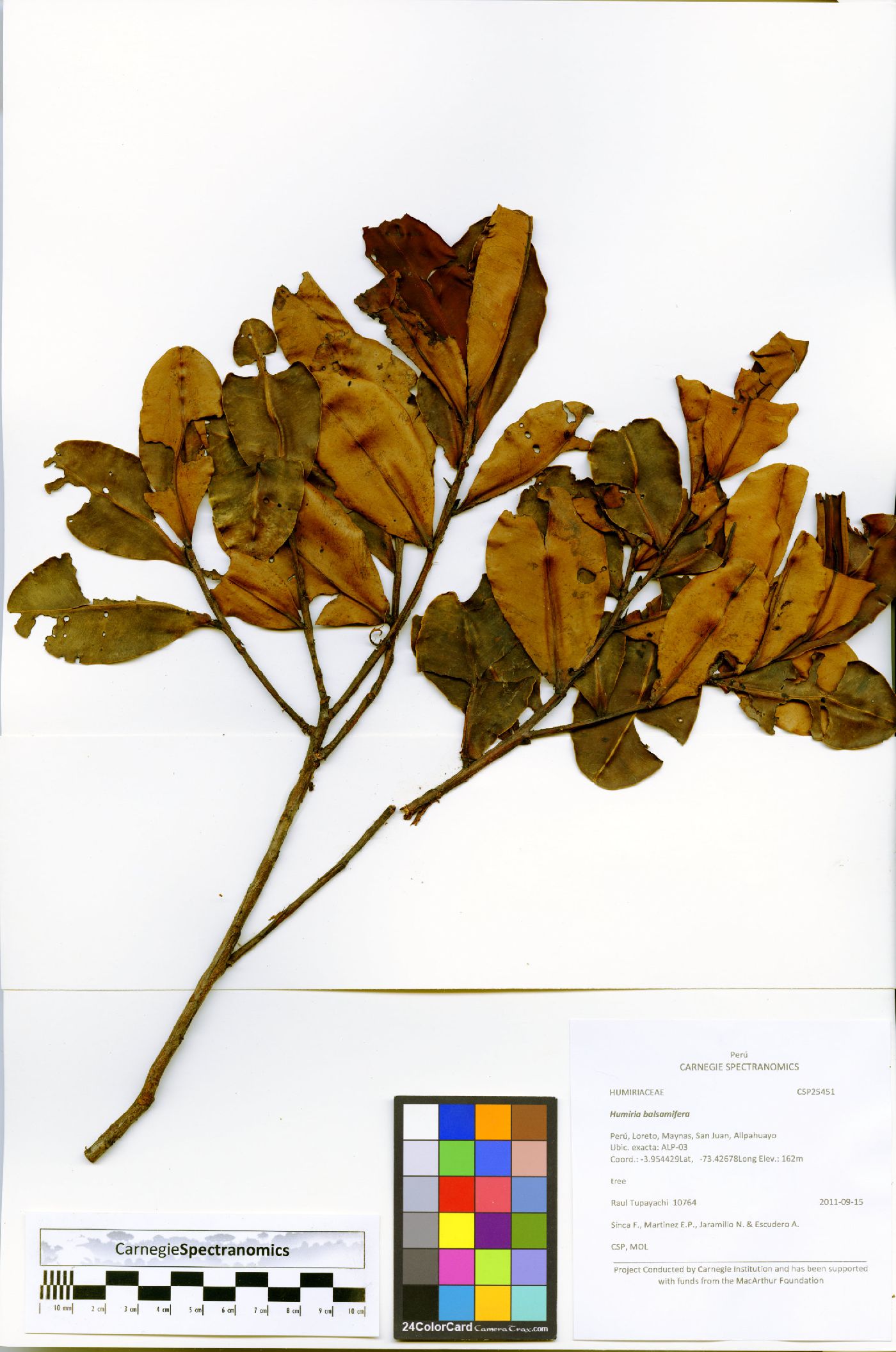 Humiria balsamifera image