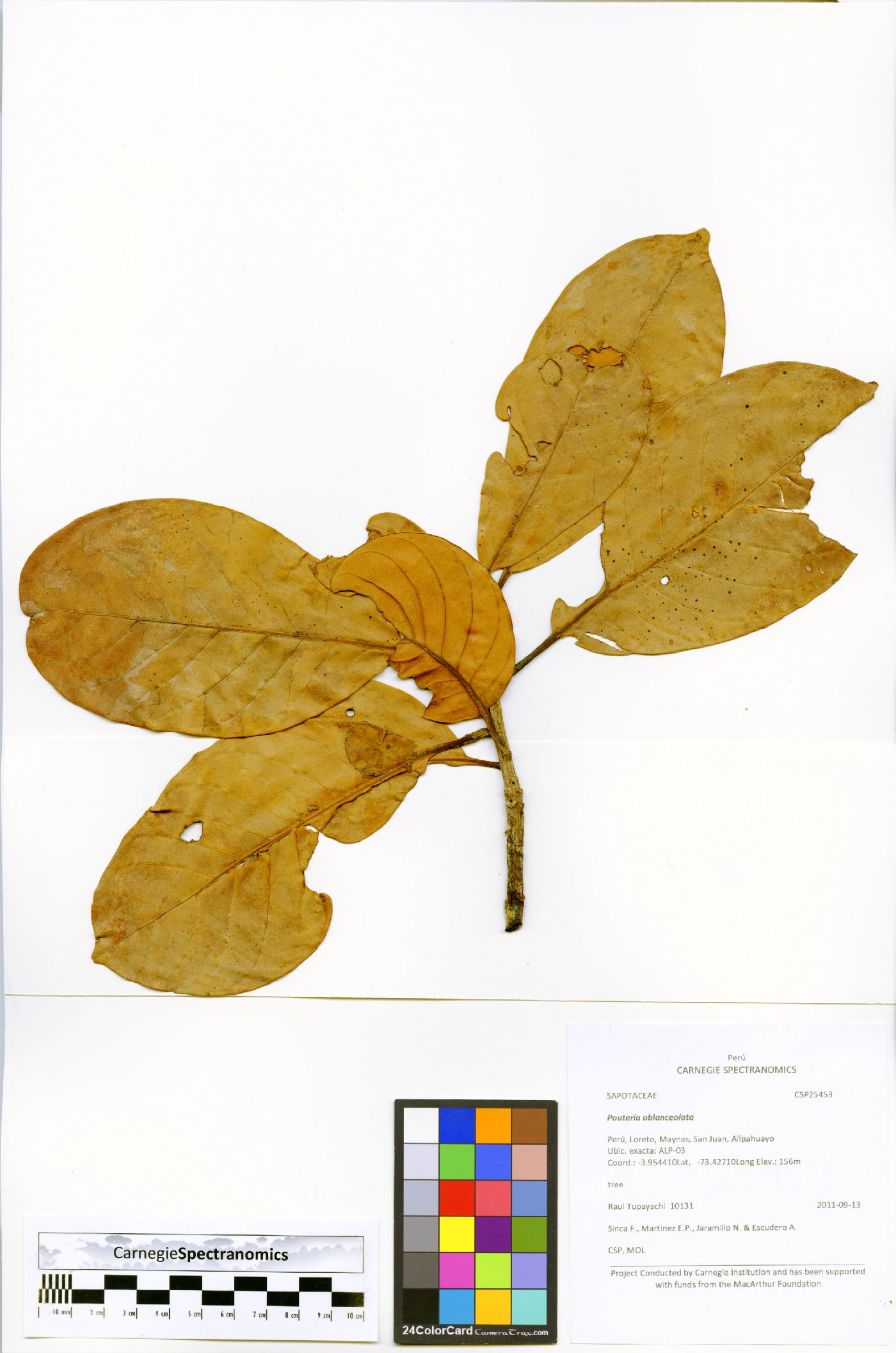 Pouteria oblanceolata image