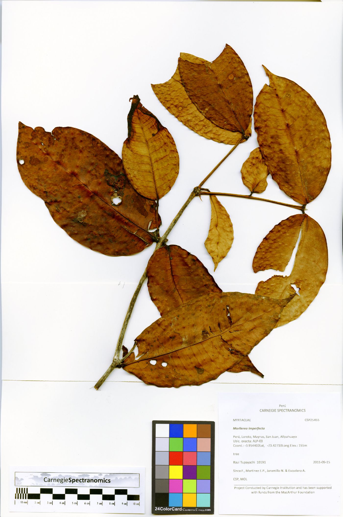 Marlierea imperfecta image