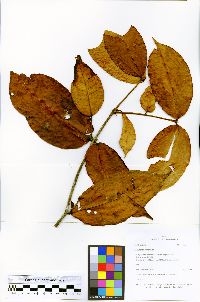 Image of Marlierea imperfecta