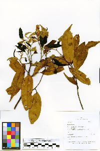 Ocotea aciphylla image