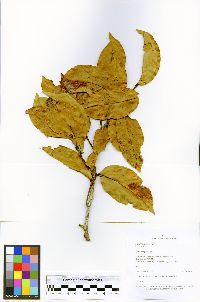 Moquilea unguiculata image