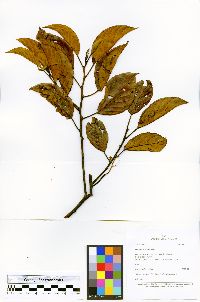 Emmotum floribundum image