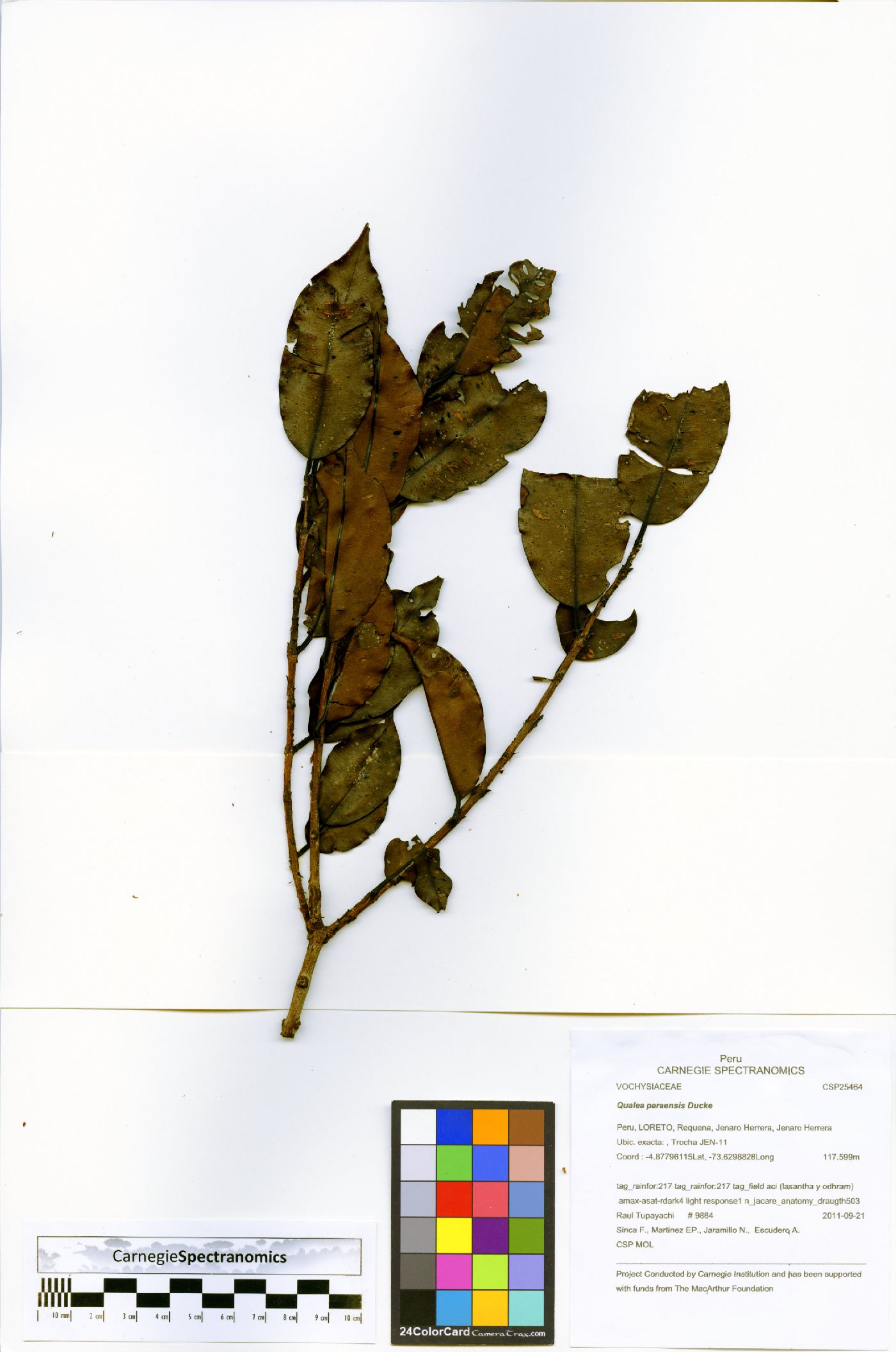 Qualea paraensis image
