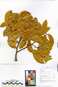 Hymenaea courbaril image