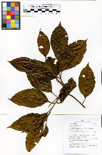 Allantoma decandra image