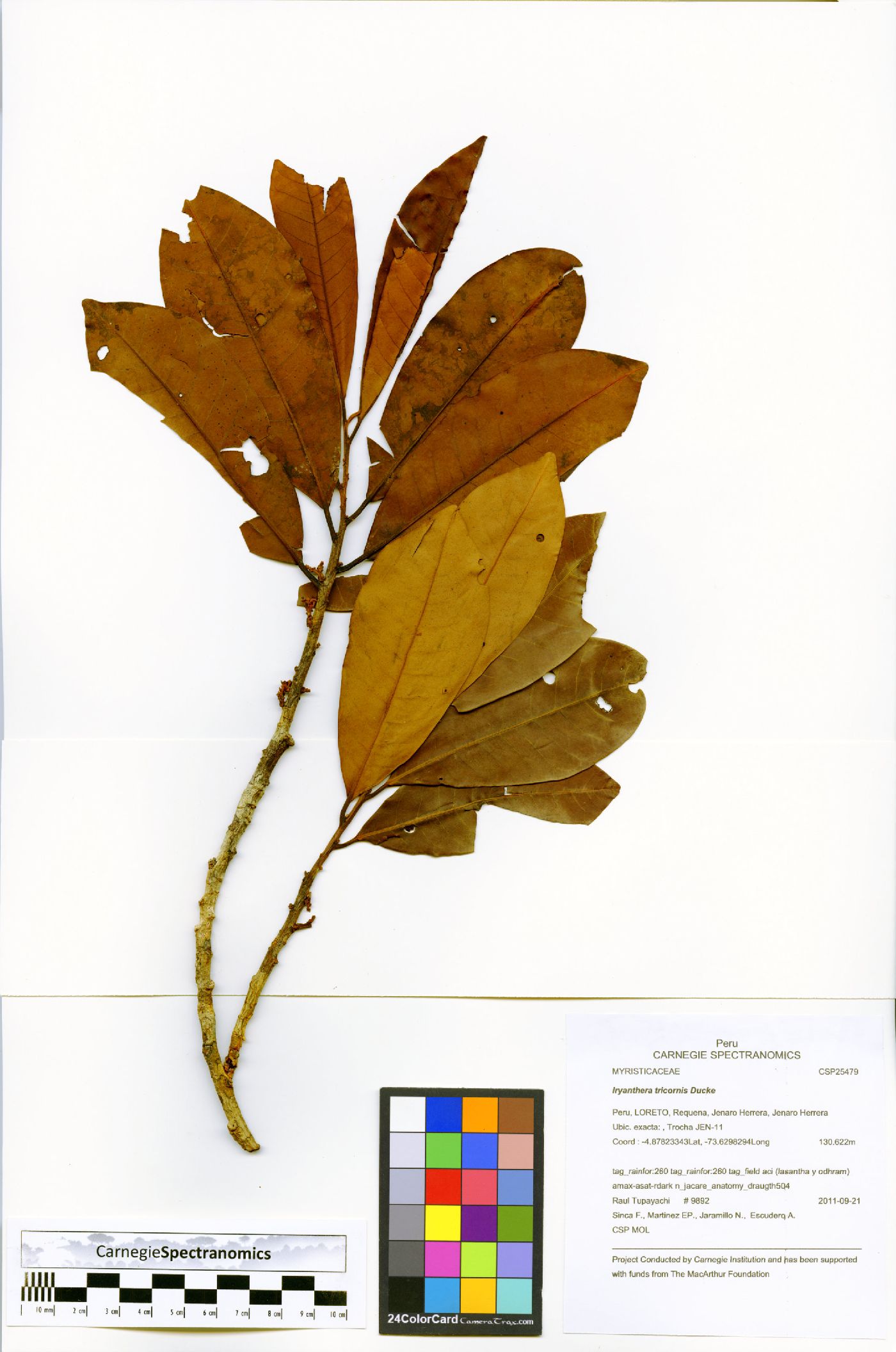 Iryanthera tricornis image