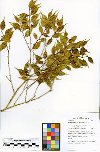 Myrciaria floribunda image