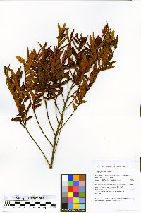 Xylopia parviflora image