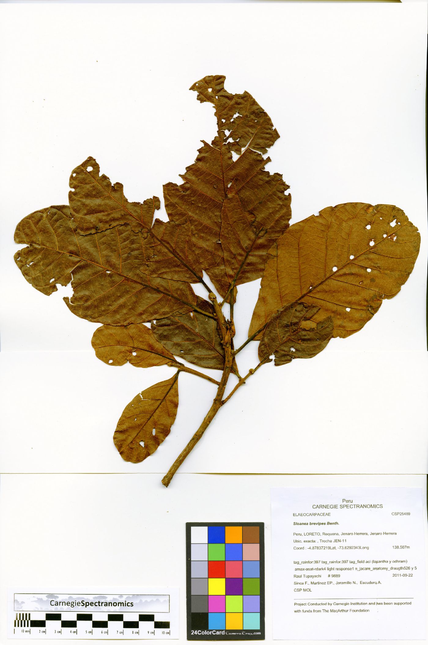 Sloanea brevipes image