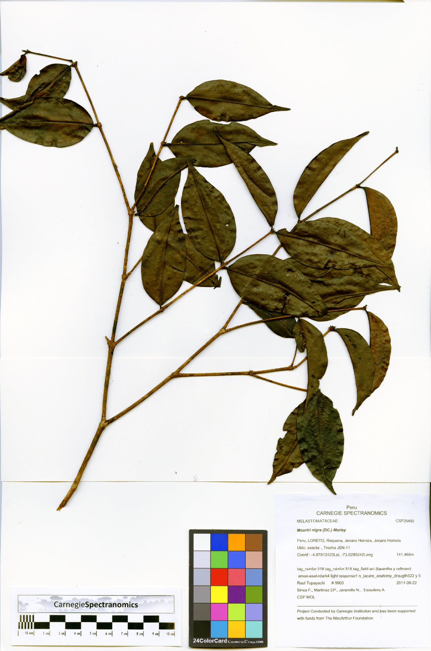 Mouriri nigra image