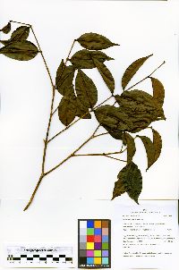 Image of Mouriri nigra