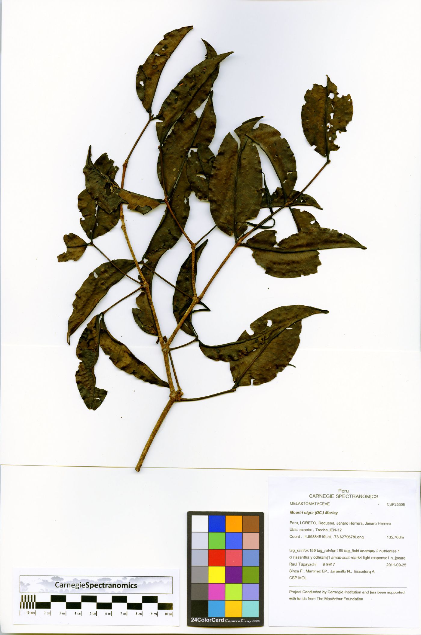 Mouriri nigra image
