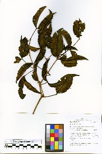 Mouriri nigra image