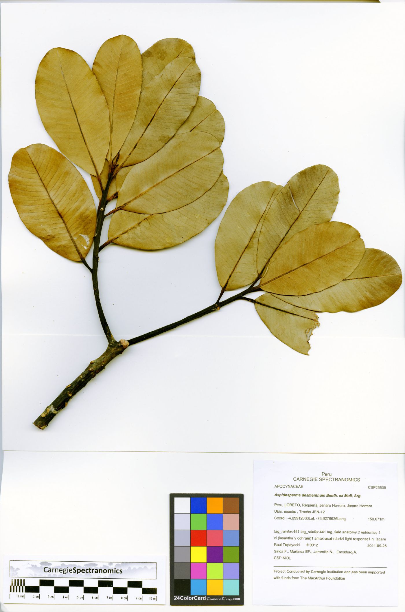 Aspidosperma desmanthum image