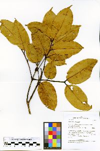 Taralea oppositifolia image