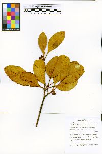 Tovomita calophyllophylla image