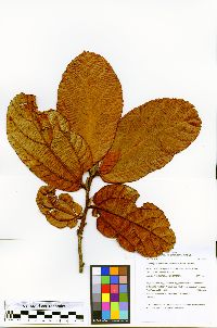 Lueheopsis althaeiflora image
