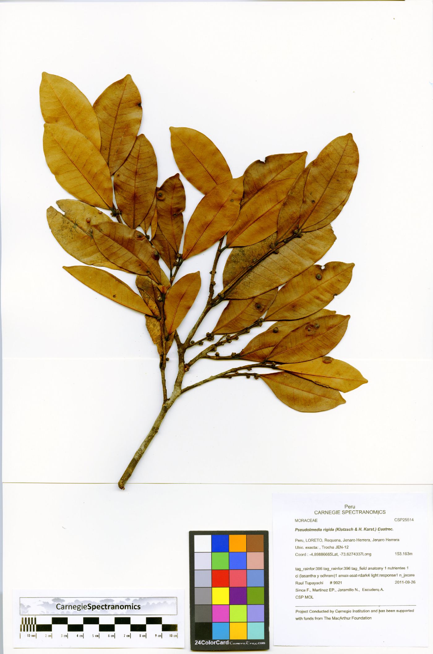 Pseudolmedia image