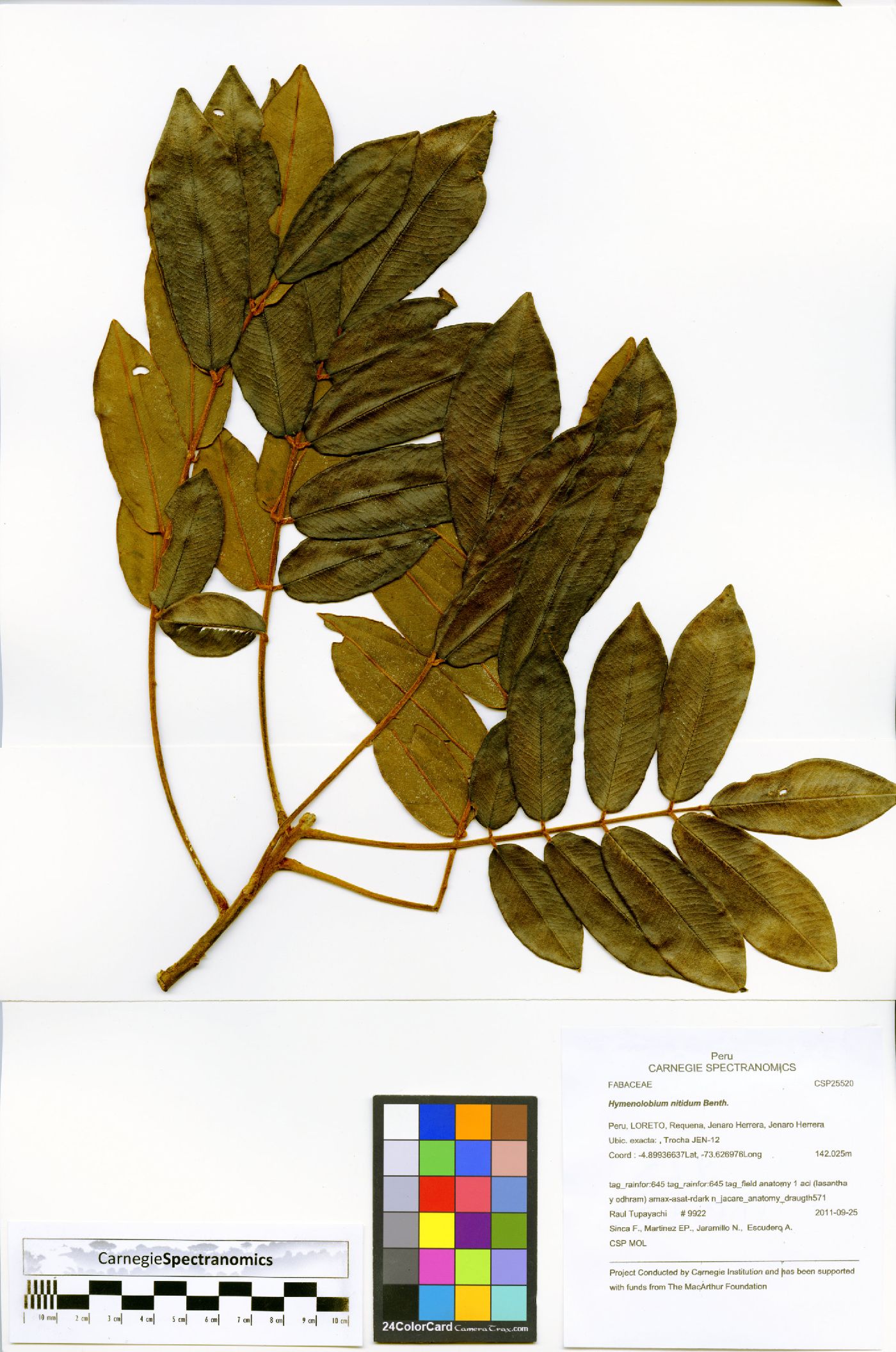 Hymenolobium nitidum image