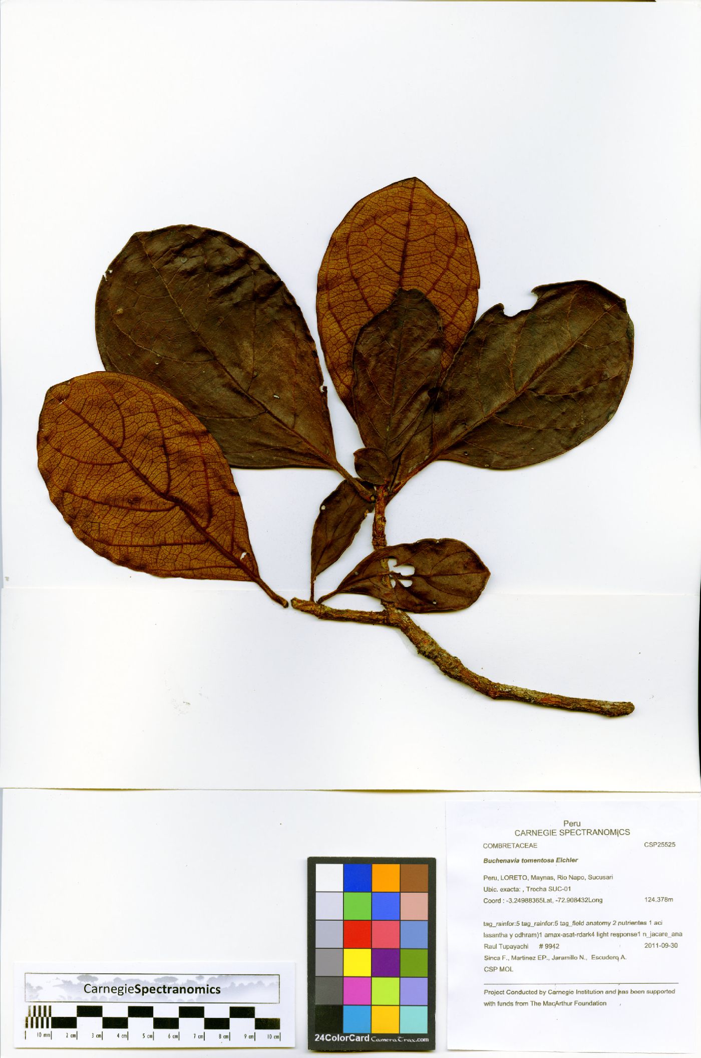 Terminalia corrugata image