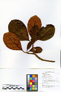 Image of Terminalia corrugata