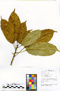 Nealchornea yapurensis image