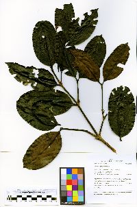 Mouriri nigra image
