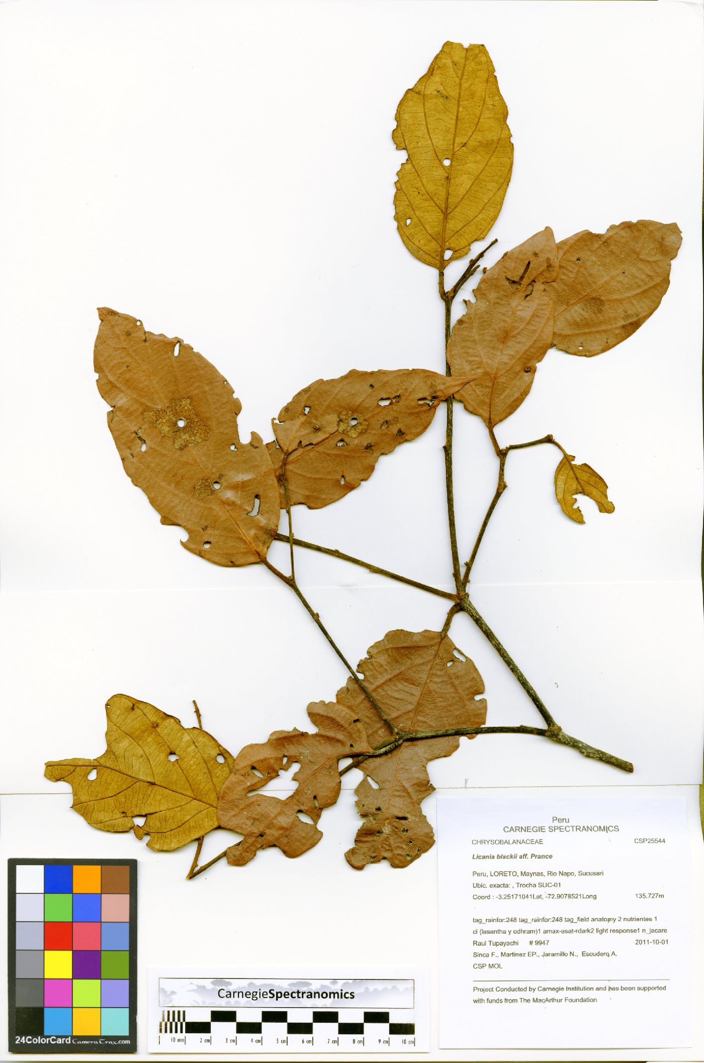 Licania blackii image