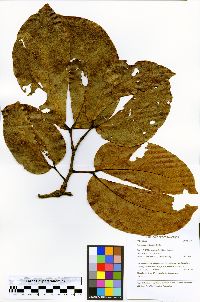 Hymenaea reticulata image