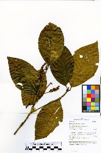 Warszewiczia schwackei image