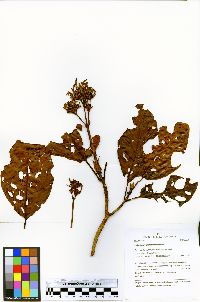 Ladenbergia amazonensis image