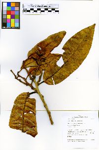 Virola calophylla image