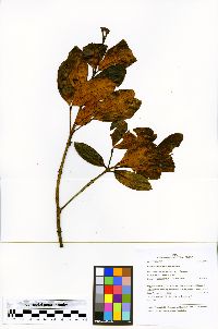 Parahancornia peruviana image