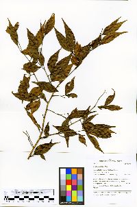 Inga heterophylla image