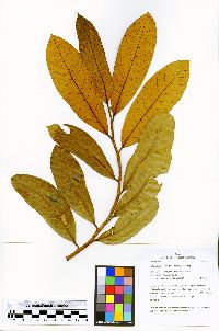 Helicostylis scabra image
