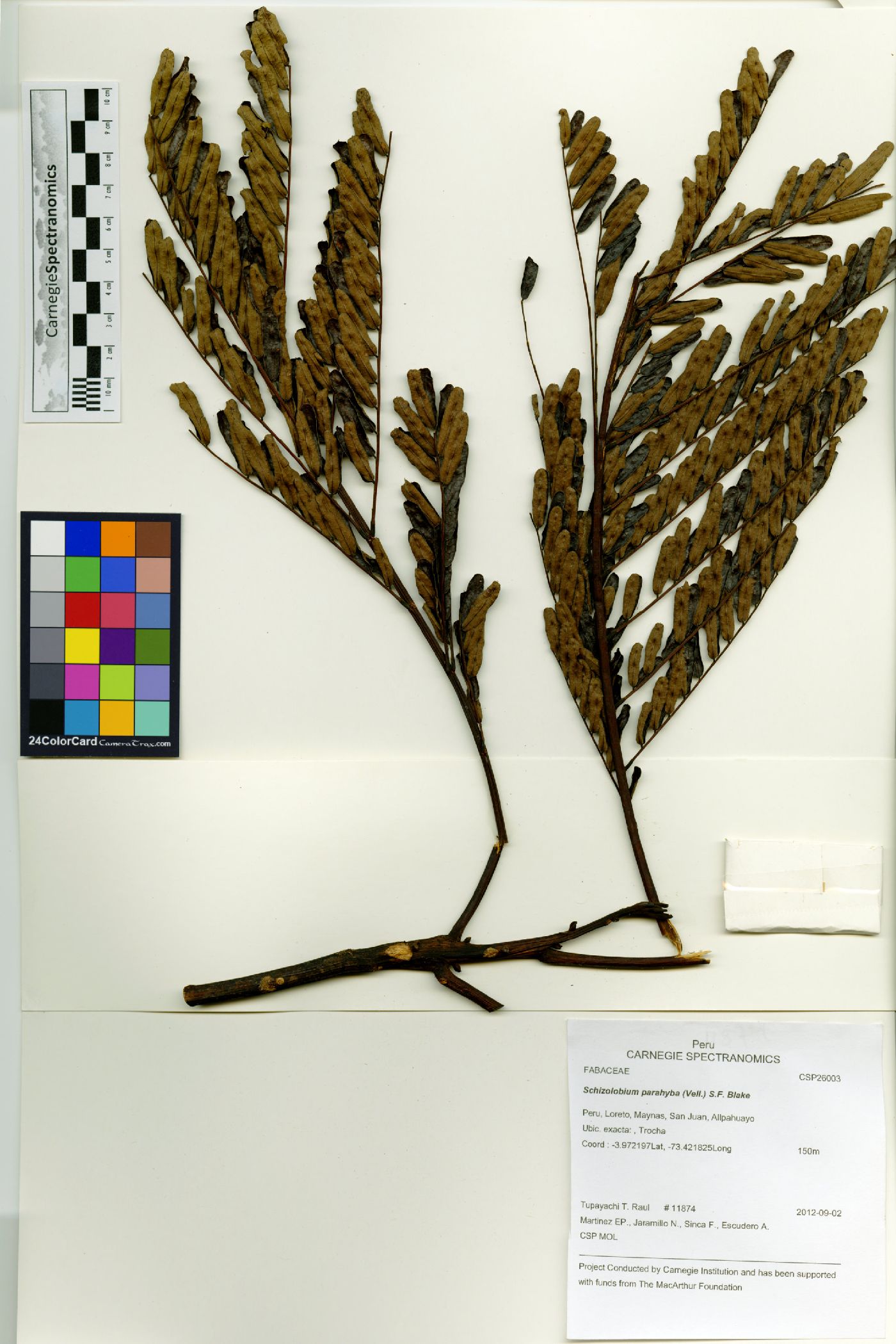 Schizolobium parahyba image