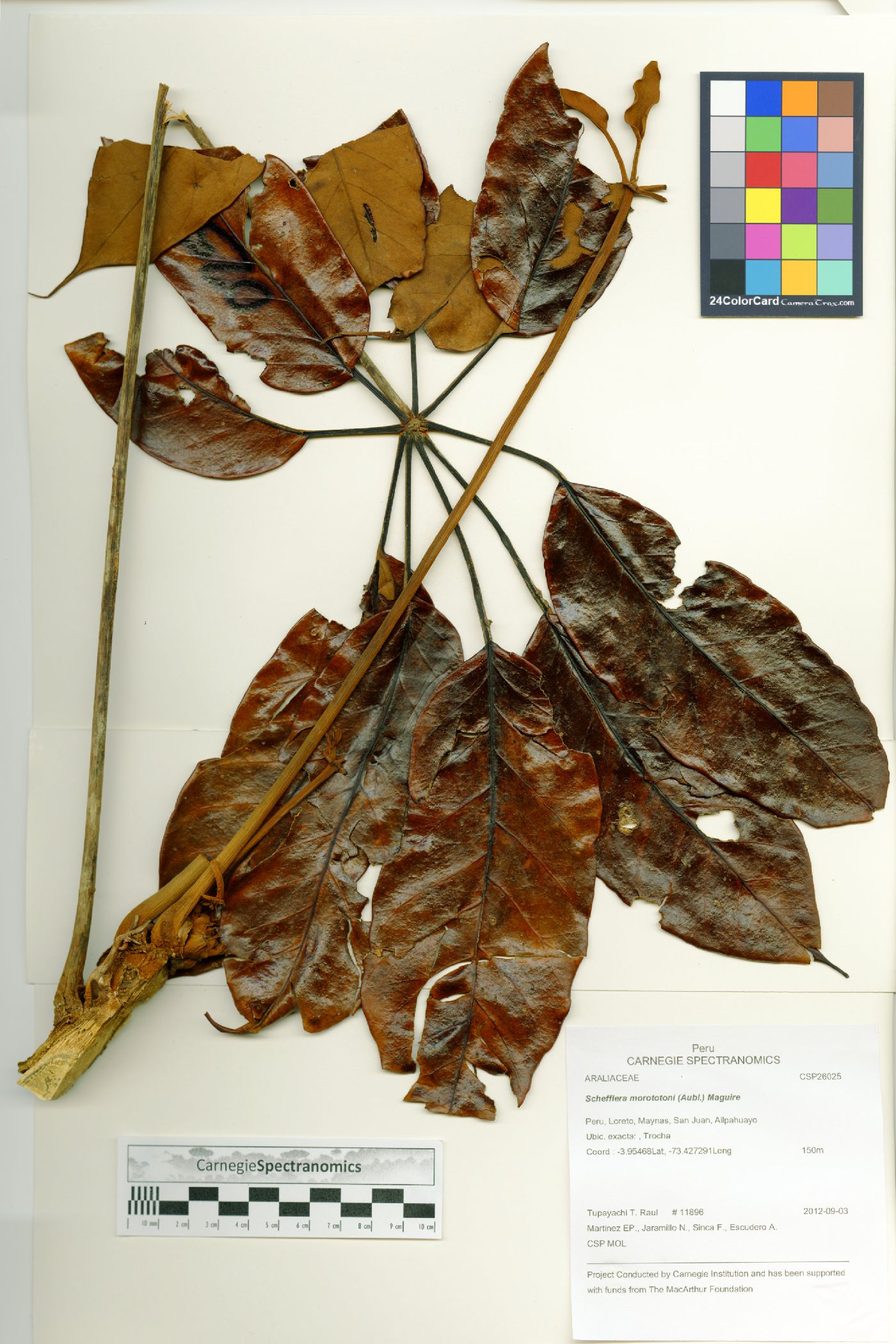 Schefflera morototoni image