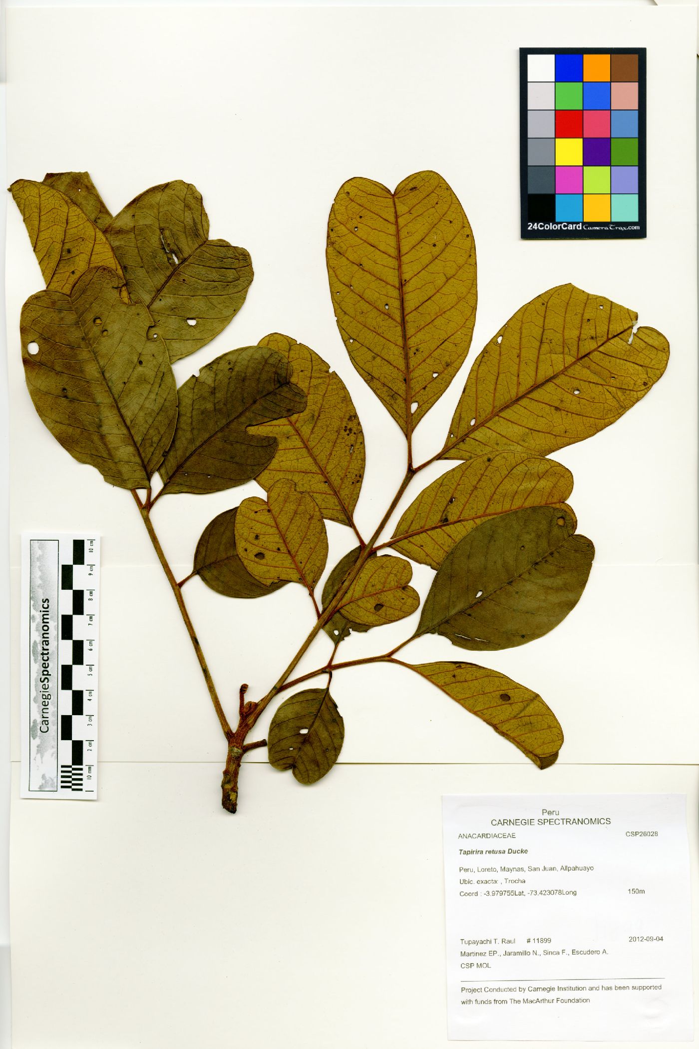 Tapirira retusa image