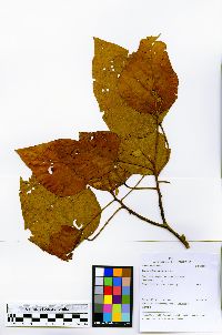 Croton palanostigma image