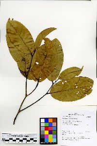 Eschweilera decolorans image