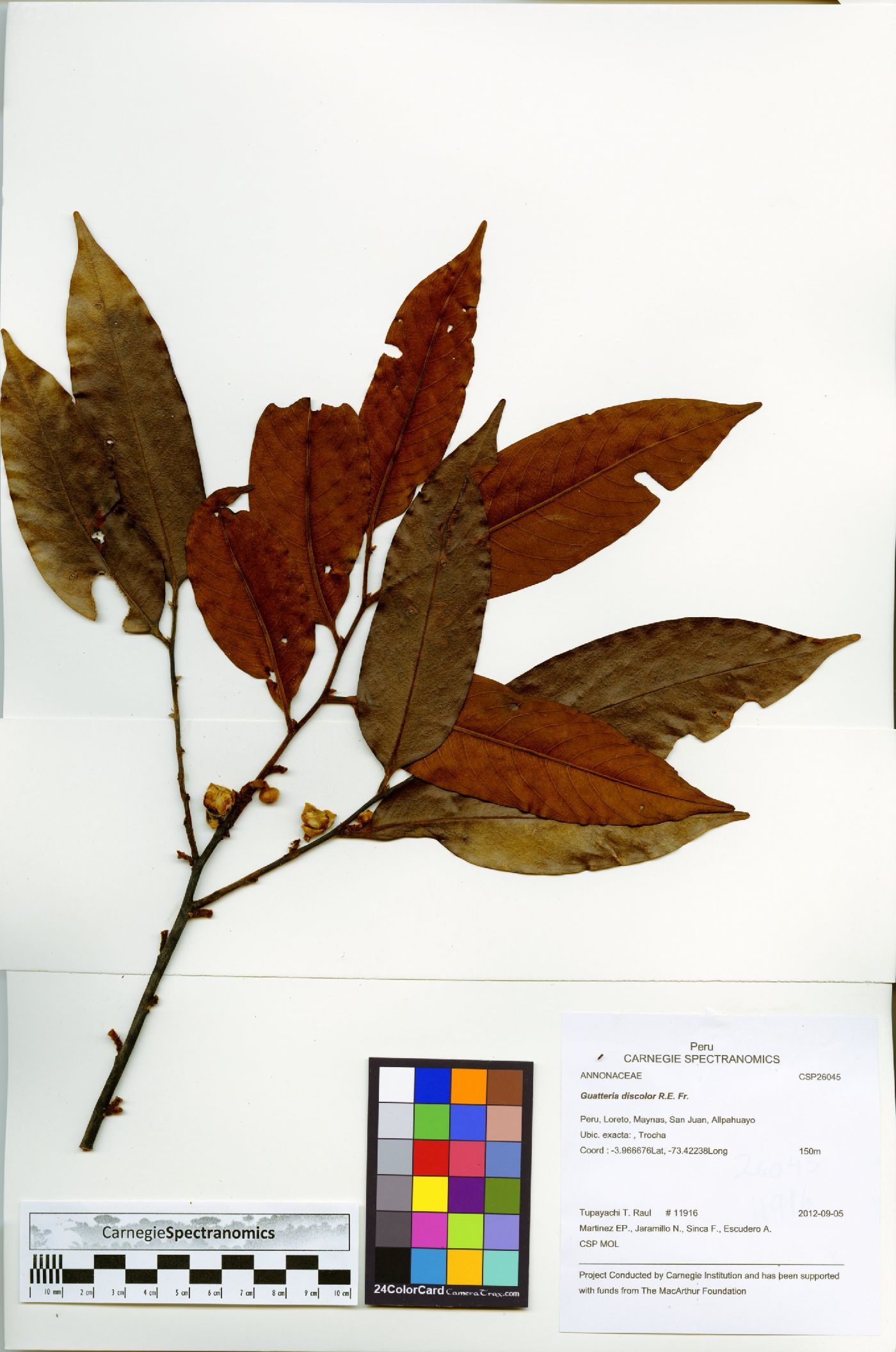 Guatteria discolor image
