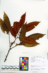 Guatteria discolor image