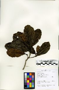 Sloanea gracilis image