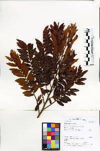 Xylopia parviflora image