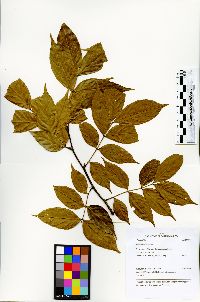 Inga acreana image