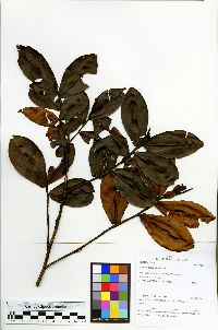 Humiria balsamifera image
