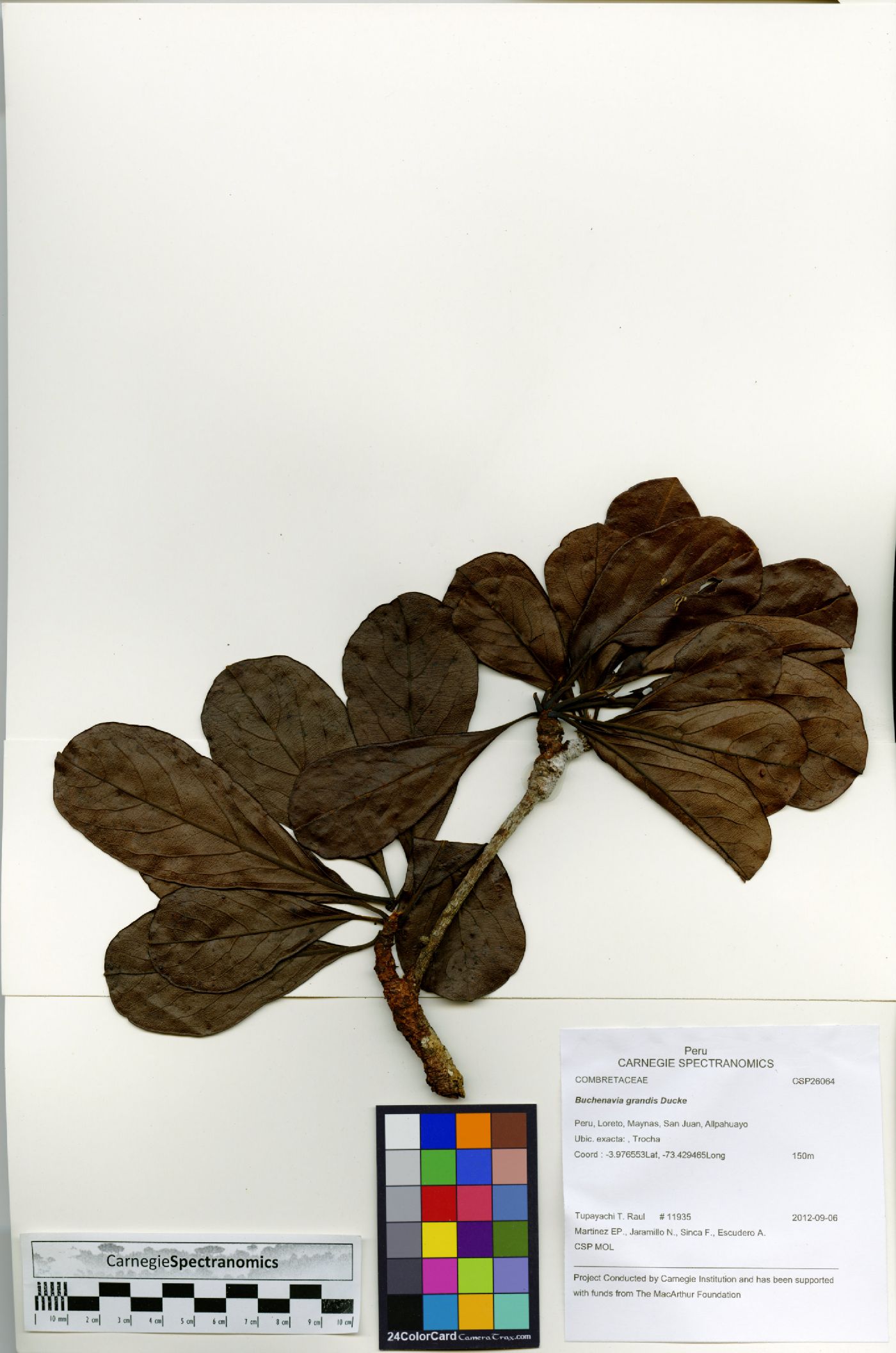 Terminalia grandis image
