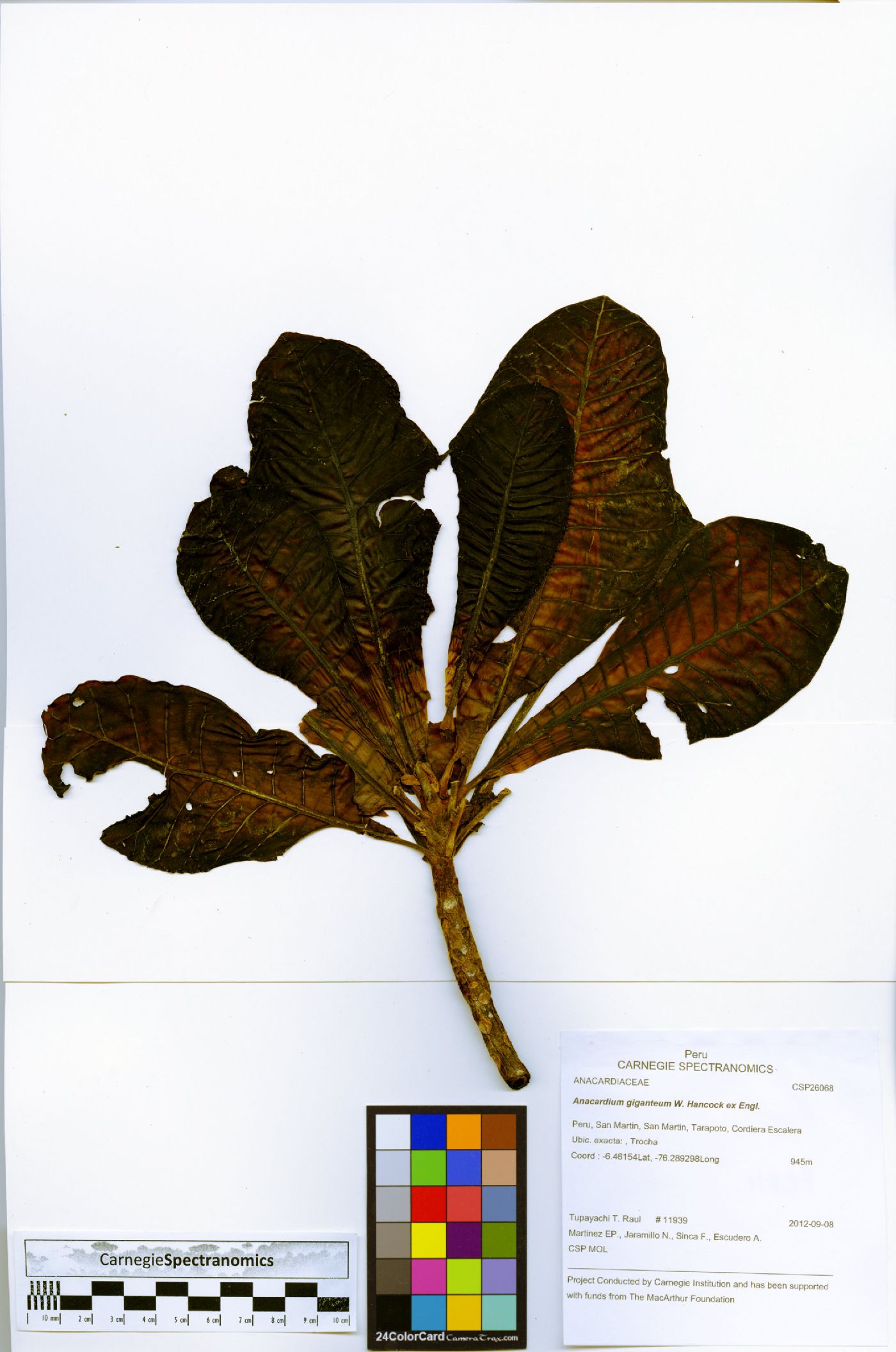 Anacardium giganteum image