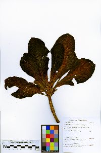 Anacardium giganteum image